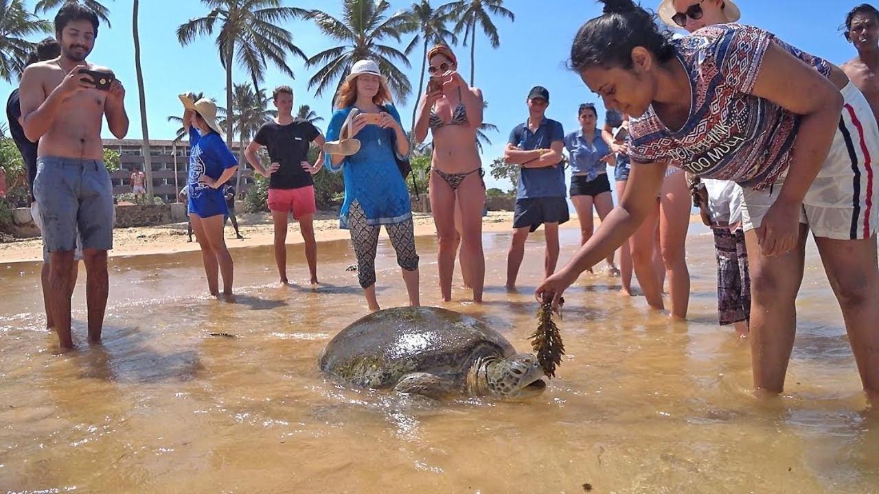 Turtle Bay Hotel Hikkaduwa Kültér fotó